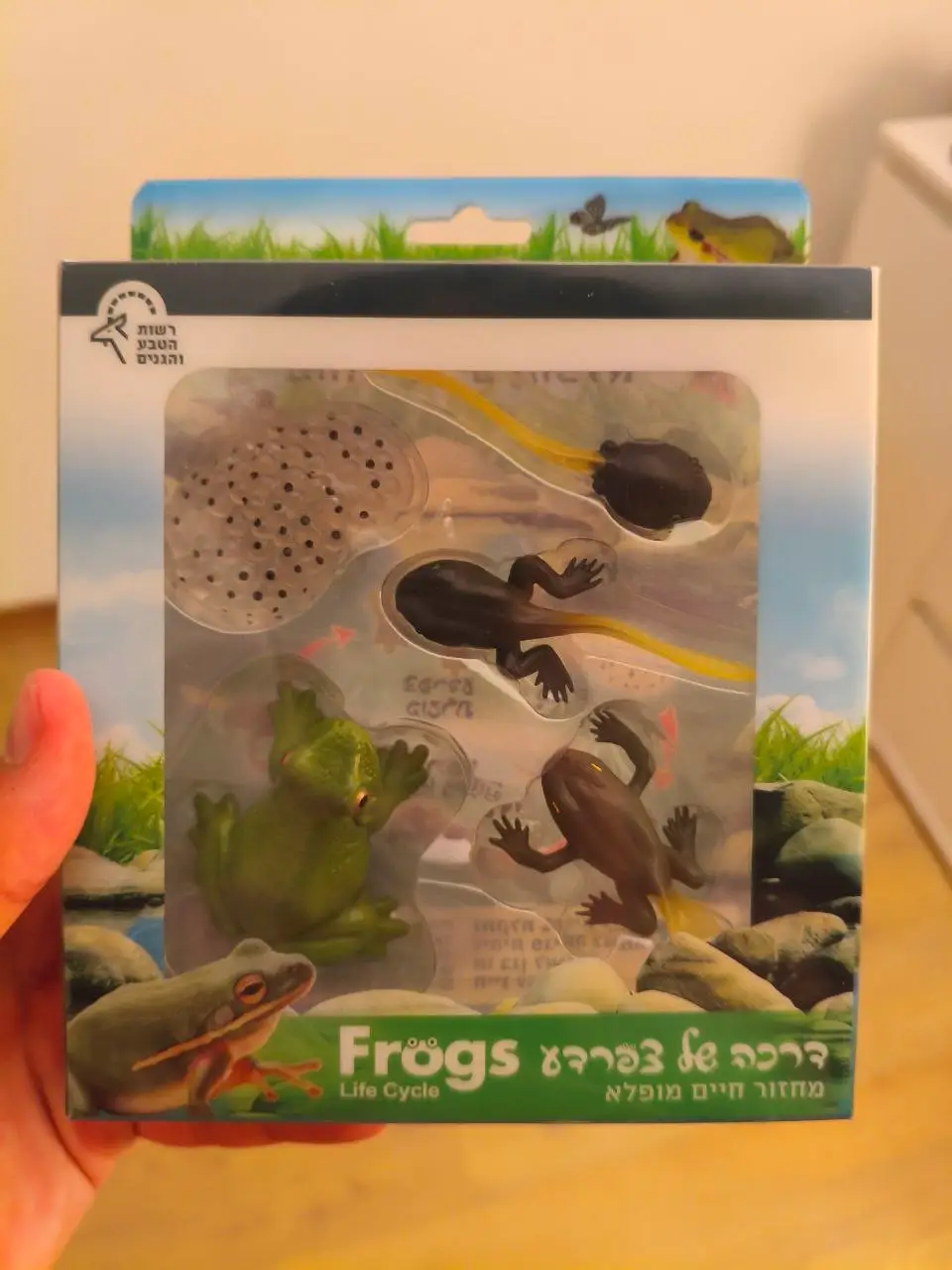Frog lifecycle figures