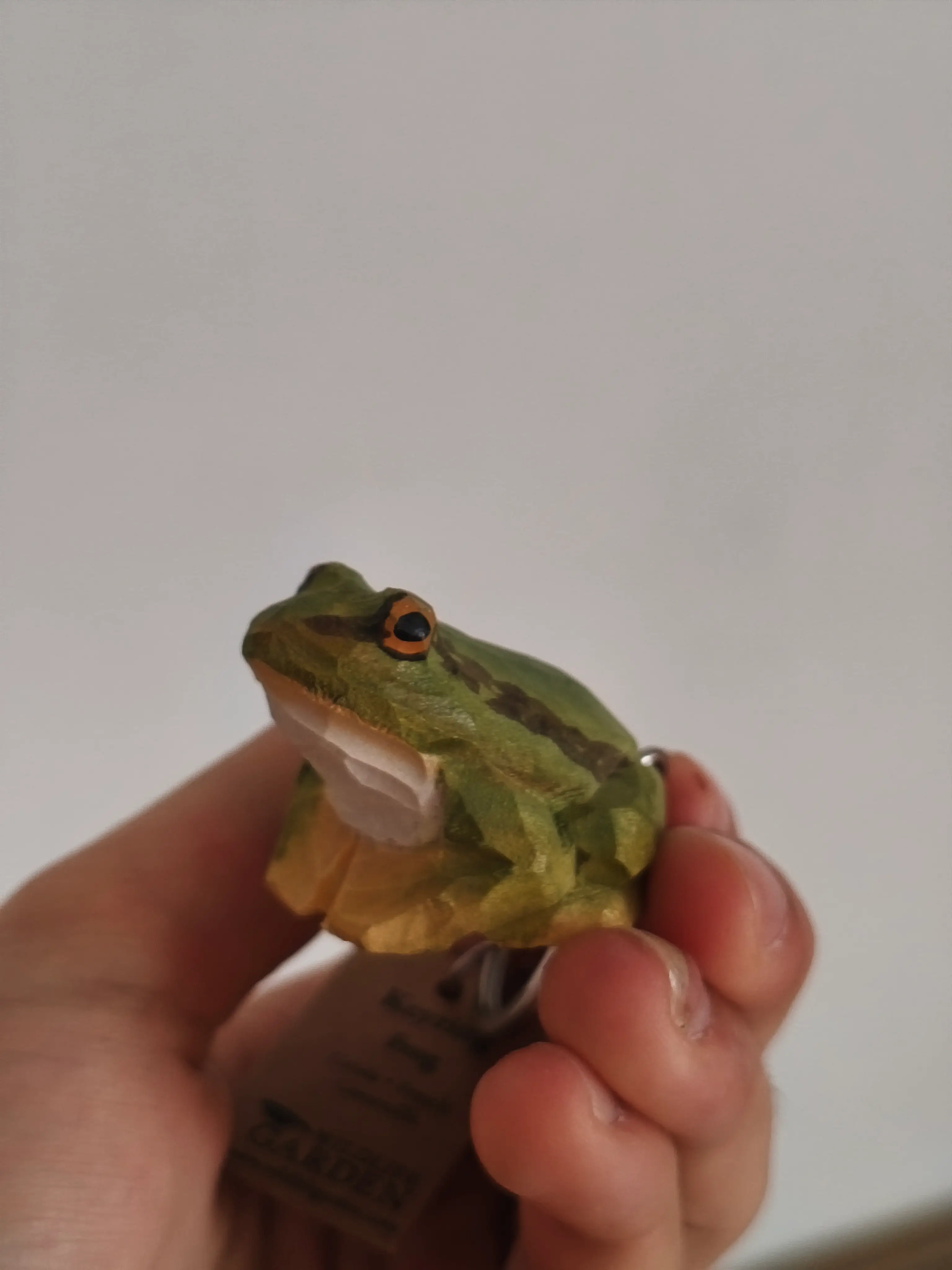 Wood frog